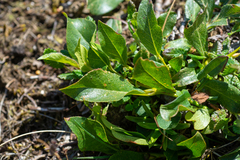 Salix rectijulis