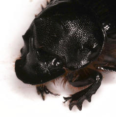 Copris elphenor