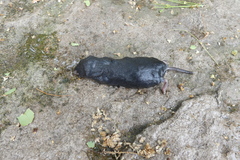 Blarina brevicauda
