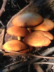 Gymnopilus luteus
