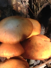 Gymnopilus luteus
