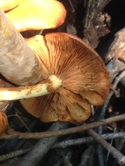 Gymnopilus luteus