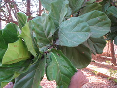 Ficus lyrata