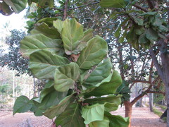 Ficus lyrata