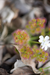 Drosera stolonifera