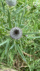 Cirsium vulgare