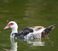 Cairina moschata domestica