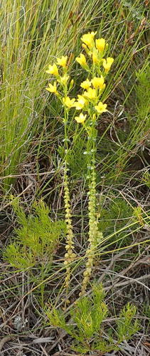 Tall Yellowwort (Sebaea stricta)