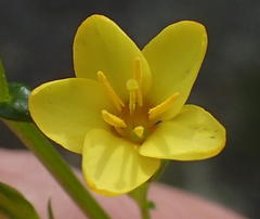 Sebaea stricta