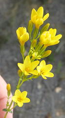Sebaea stricta