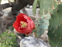 Opuntia elatior