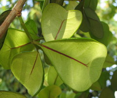 Ficus natalensis