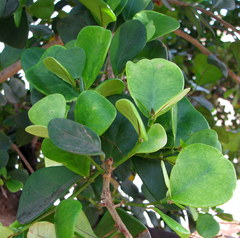 Ficus natalensis