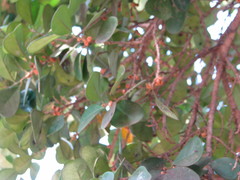 Ficus natalensis