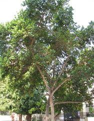 Ficus natalensis