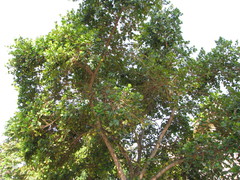 Ficus natalensis