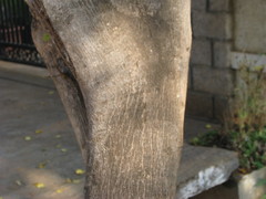 Ficus natalensis