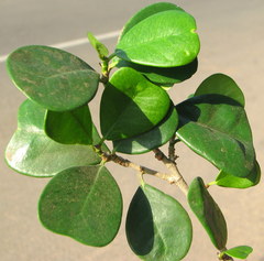 Ficus natalensis