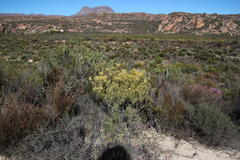 Leucadendron loranthifolium
