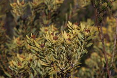 Leucadendron loranthifolium
