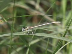 Platycnemis dealbata