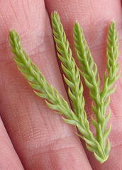 Lycopodium zanclophyllum