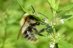 Bombus pascuorum