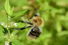 Bombus pascuorum