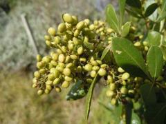 Searsia lucida lucida