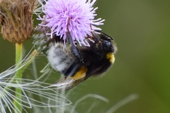 Bombus