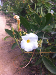 Rhabdadenia biflora