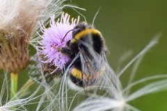 Bombus
