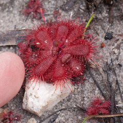 Drosera trinervia