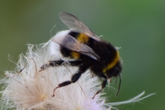 Bombus