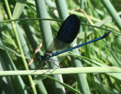 Calopteryx splendens intermedia
