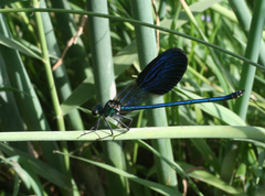 Calopteryx splendens intermedia