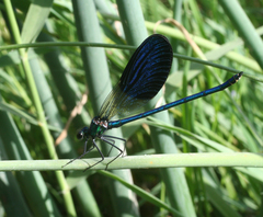 Calopteryx splendens intermedia