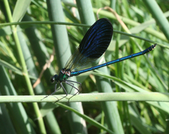 Calopteryx splendens intermedia