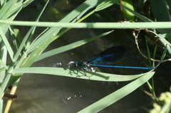 Calopteryx splendens intermedia
