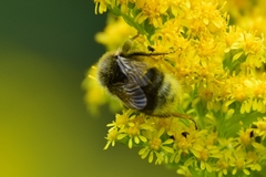 Bombus