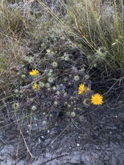 Oedera capensis