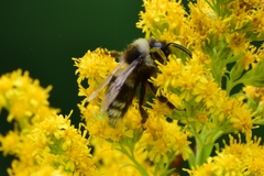 Bombus