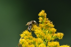 Bombus