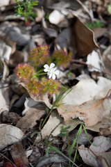 Drosera stolonifera