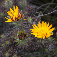Oedera capensis