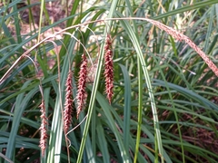 Carex joorii