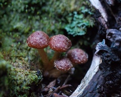 Hypholoma brunneum