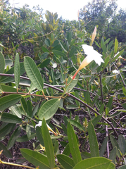 Rhabdadenia biflora
