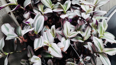 Tradescantia zebrina zebrina