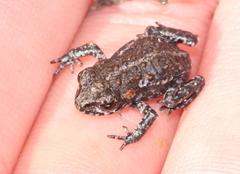 Capensibufo tradouwi